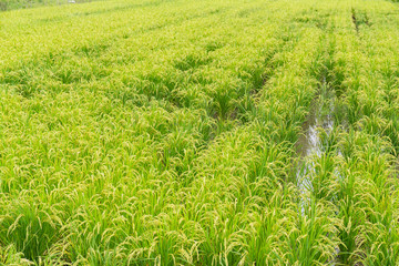 Rice field in farm