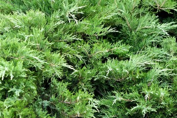 Creeping juniper in the garden background. Green leave texture