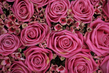 Mixed pink roses