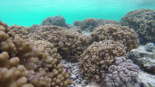 viele Weichkorallen beim schnorcheln auf den Malediven