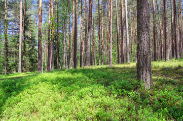 Spring landscape with  beautiful pine forest in the sunlight.