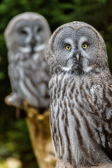 Two great grey owls wait to be fed at Skansen, Stockholm.