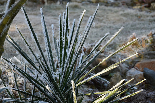 Juka frostbitten garden.