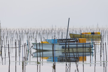 朝のアオサ養殖場　沖縄