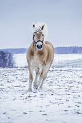 Pferd trabt im Schnee