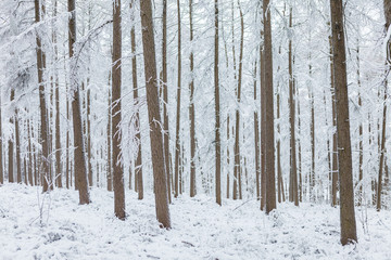 Trees in a forest during the winter covered with snow