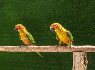 Close up sun conure parrot birds (Aratinga solstitialis)  perching on a branch