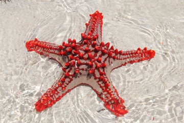 Stella marina rossa