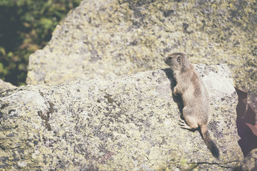 Marmotte sur le rocher