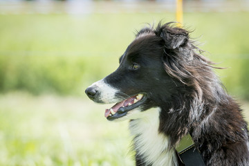 Border collie