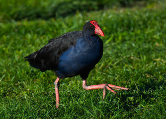 Pukeko, Blenheim, South Island, New Zealand.
