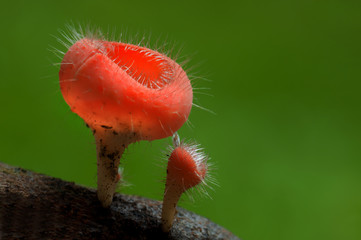 red hairy cup fungi mushroom microstoma floccosum on a wood