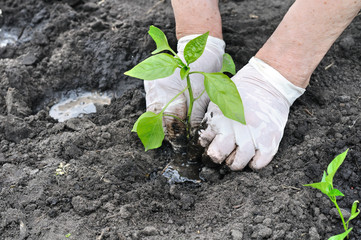 farmer's hands planting a pepper seedling