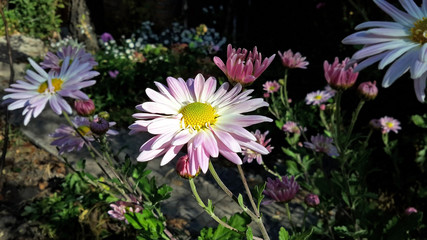 Pink Camomile flower