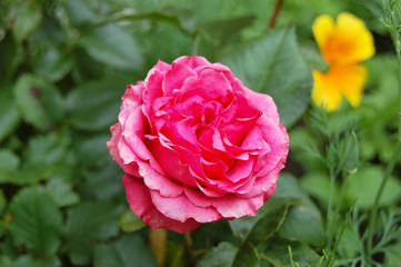 Pink Rosa odorata