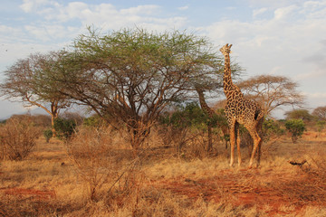 Giraffe nella savana mangiano