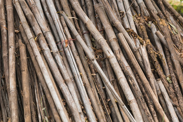 Obraz premium firewood beside the tree