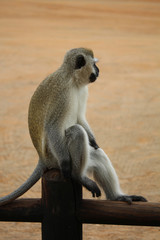  Taking rest vervet monkey on the fence. Wild nature. Safari. Kruger National Park. South Africa.