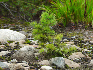 nature