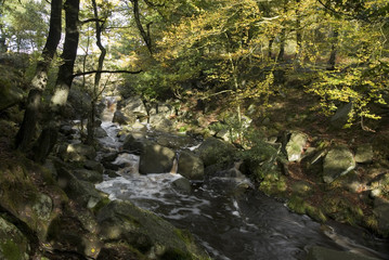 Fototapeta na wymiar Burbage Brook flows down the forested rocky river valley of Padley Gorge, Longshaw Estate, Peak District, Derbyshire, UK