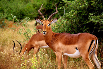 Brown impala male with long horns in Kruger National Park. Autumn in South Africa.                        