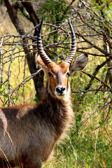 Close-up portrait of waterbuck male with long horns in Kruger National Park. Safari in South Africa.
