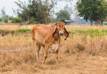 brown cow in field