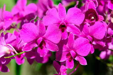 Purple Denerobium Orchids in tropical garden.