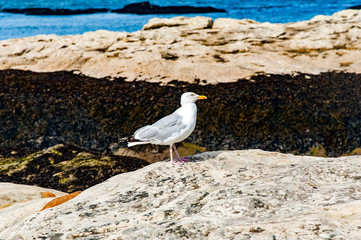 Diferents views of thea seagull in St. Andrews beach in his bay,