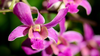 Fototapeta na wymiar Purple Denerobium Orchids in tropical garden.
