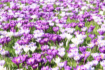 Fototapeta premium Crocuses on a field