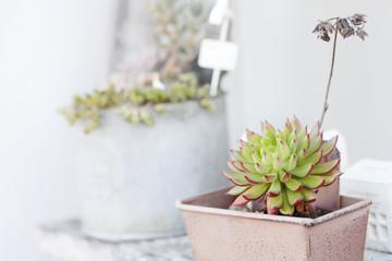 多肉植物　ガーデニング　ガーデン雑貨