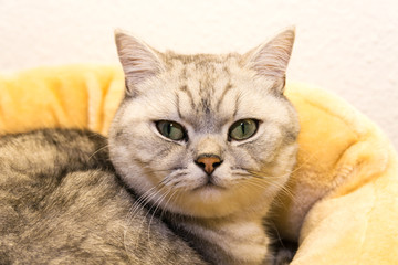 Naklejka premium Katze0601a