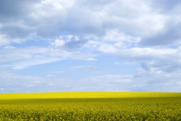 Obraz premium Bright yellow field of rapeseed in Ukraine