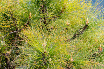 Pine Needles