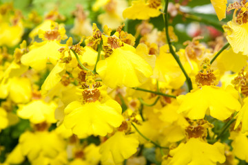 Obraz premium Yellow Orchids