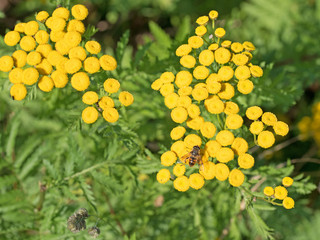 Rainfarn, Tanacetum vulgare