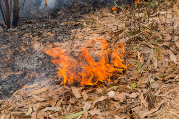 fire in forest
