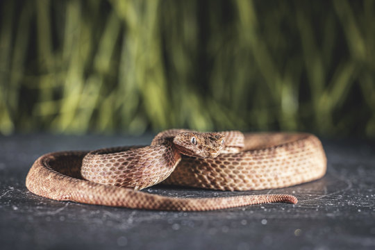 Viper