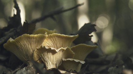 chanterelle in nature