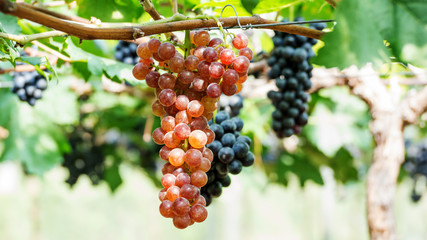 Bunches of ripe grapes in a vineyard.