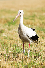  white stork (Ciconia ciconia)