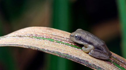 Beautiful Frog, Frog , Frog on leaf , Frog of Thailand