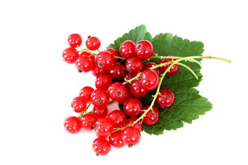 red currant fruits isolated on a white background