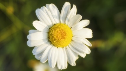 Fototapeta premium flowers
