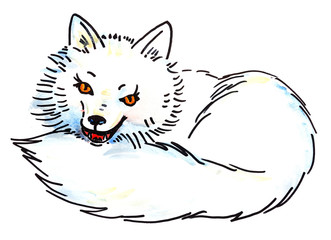 little polar fox - watercolor illustration