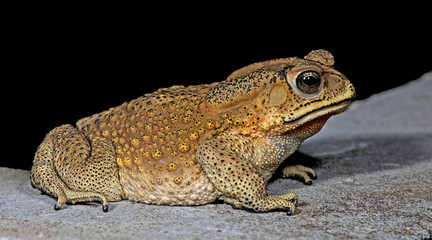 Beautiful Frog, Frog , Frog on the rocks , Frog of Thailand