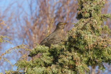 Bird in juniper bush