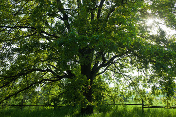The old oak tree in bright summer day