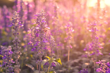Fototapeta na wymiar beautiful lavender flowers in the garden